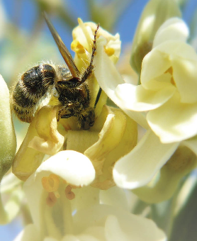 Moringapark Tenerifa4 2026-01-25 110755