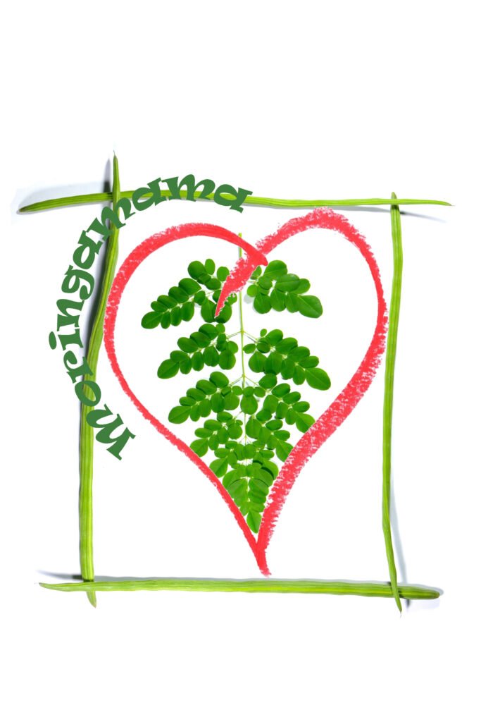 frame drumsticks of moringa oleifera with a branch in it on white background,